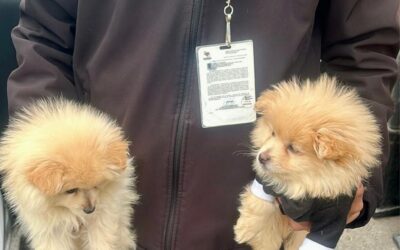 Por vender cachorros en Tijuana.